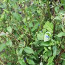 장미의 집 이미지