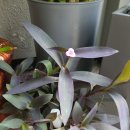 教会里的紫竹梅(자주달개비)开花了！🌸 이미지