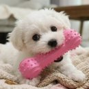본덴탈 쇼핑하우