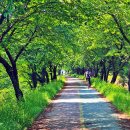 이팝나무길 이미지