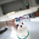 루루퍼피 이미지