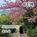 성도사 | 진해갈만한곳 4월 겹벚꽃 숨은 명소 성도사 실시간