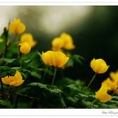 백의민족 이미지