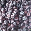 토종농산 이미지