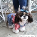 이뿌개 귀엽개 이미지