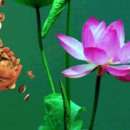 행복의 원 이미지