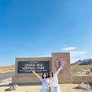 P&J 팜스 | 미국 여행 LA 일일투어 모아트립 조슈아트리(별멍) 투어 추천해요!