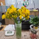 효사랑병원 | 프리지아 꽃 금산 햇님농장(금산효사랑요양병원)