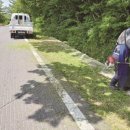 해안동 왕벚나무 이미지