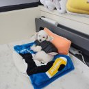 안녕, 상이 친구들! 이미지