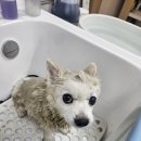 멍빨털빨 이미지