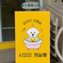 멍설살롱 | 공도 애견미용 추천! 시오리펫살롱에서 말티푸 감자 빡빡이 미용 후기