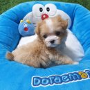 똥꼬 발랄 펫샵 이미지