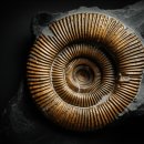 번성 | 공룡의 진화 과정: 지구를 지배한 거대 파충류의 기원과 번성, 그리고 멸종