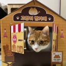 고양이의 하루 | 식빵 굽는 고양이의 하루 | 다이소 빵가게 스크래처 하우스 후기