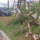 국세청앞 BRT 이미지