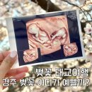 쌍둥이첨성대 | [벚꽃 태교여행] 경주 벚꽃 명소 BEST 4 : 보문호, 대릉원, 첨성대, 불국사 벚꽃 포토존🌸