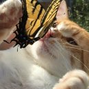 냥이댕이 이미지