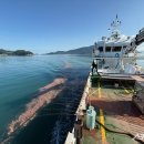 완도12호 이미지