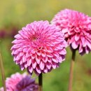 달달리아 이미지