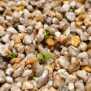 들레마켓 이미지