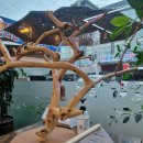 앵무세상 | [당진 가볼만한 곳] 삽교호 카페 이색데이트 추천 앵무새가 있는 카페 &#39;앵무세상&#39; 내돈내산 후기