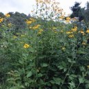 매실농장 이미지