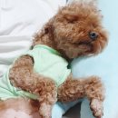 꽁꼼하개 이미지