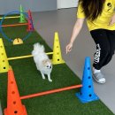 옐레드 애견유치원 애견호텔 하남미사점 | 하남애견유치원 옐레드 하남미사점 애견호텔 강아지호텔 추천