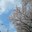 #24APR_여의도벚꽃, 실내피크닉, 우촌숯불갈비, 던킨모임, 개표사무원, 잠원한강공원