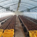 가온농장2 이미지