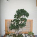 정원플랜트