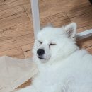 365청솔약국 이미지