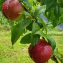 산유화농장 이미지