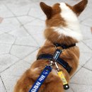 퍼피니스 | 퍼피니스 시그널리드줄&amp;네임택 강추해요!!