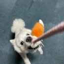 플레이독(애견유치원&호텔) 이미지