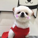 멍뭉몽 이미지