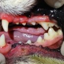 동주동물병원 이미지