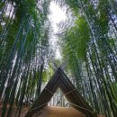 담양관광정보센터 | 담양 죽녹원 입장료 · 소요시간 · 관람후기 🌿 담양 여행 가볼만한곳 마그넷