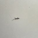 시에스타(SIESTA) 이미지