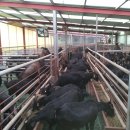 늘푸른흑염소2농장 이미지