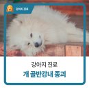 강내동물병원 이미지