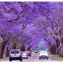 자카란다