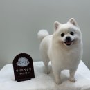 아지오펫살롱 네이버블로그