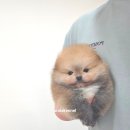 안다켄넬 이미지