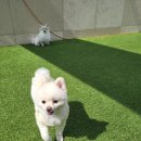 천사유치원 | 💛수원 애견 유치원&amp;호텔 “아우어독” 후기💛