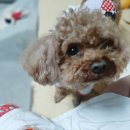 꽁꼼하개 이미지