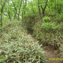 도마령(영) 이미지