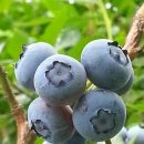 승수농원 이미지