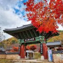 &#34;해발 540m 차로 오르는 가을 드라이브 절경 1위&#34; 3km 단풍도로 절경 명소 이미지